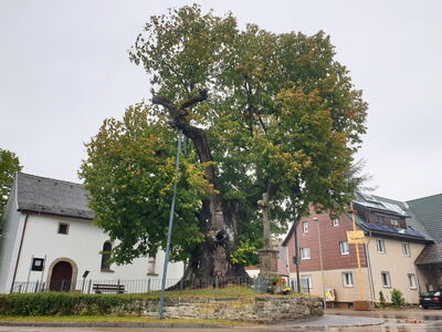 Nationalerbe Baum